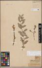 Foto von Salix aurita L. x Salix repens L.